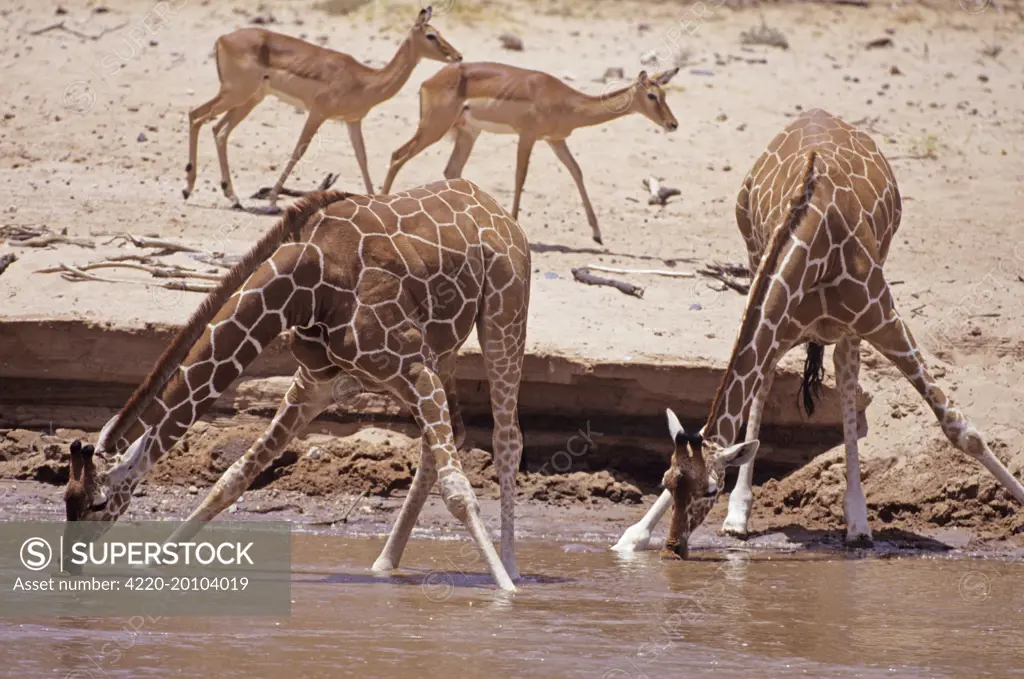 Reticulated Giraffe - bending down to drink water  (Giraffa camelopardalis reticulata). Samburu National Reserve - Kenya.