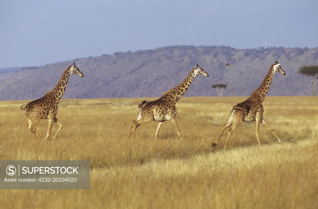 Maasai Giraffe - three running (Giraffa camelopardalis tippelski). Maasai Mara National Reserve - Kenya.