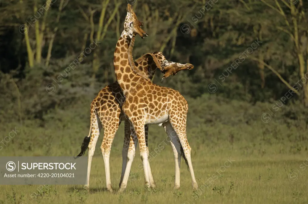 Rothschild&#x573; Giraffe - play-fighting (Giraffa camelopardalis rothschil). Lake Nakuru National Park - Kenya.