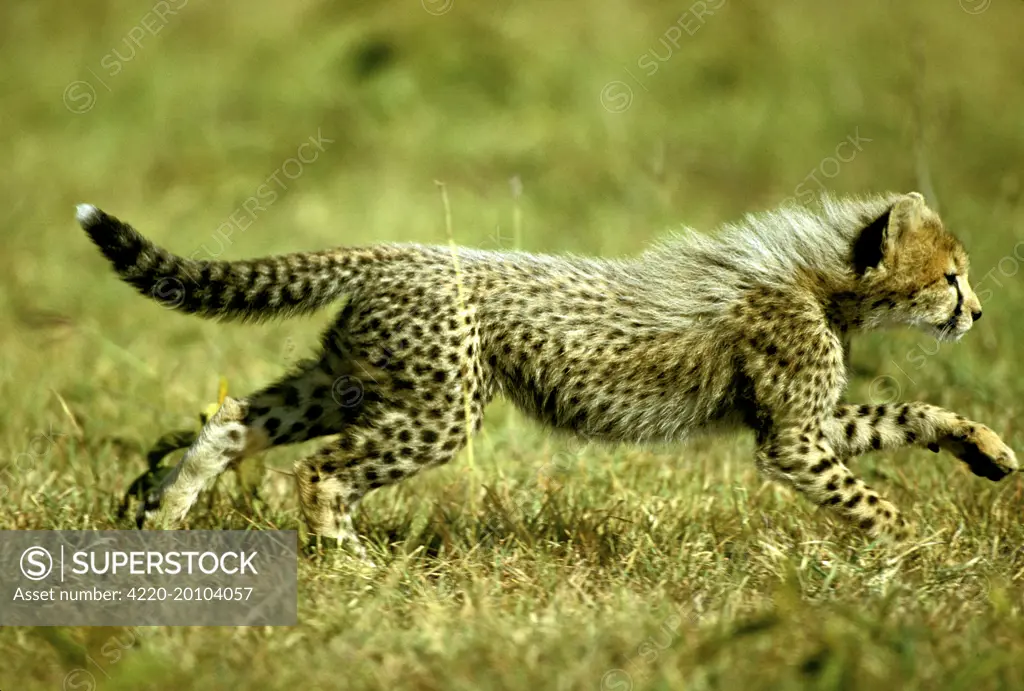 Cheetah - young running (Acinonyx jubatus). Maasai Mara National Reserve - Kenya.