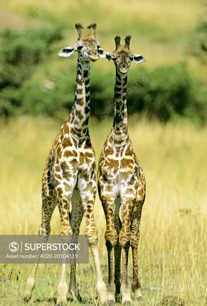 Maasai Giraffe - two young (Giraffa camelopardalis tippelski). Maasai Mara National Reserve - Kenya.