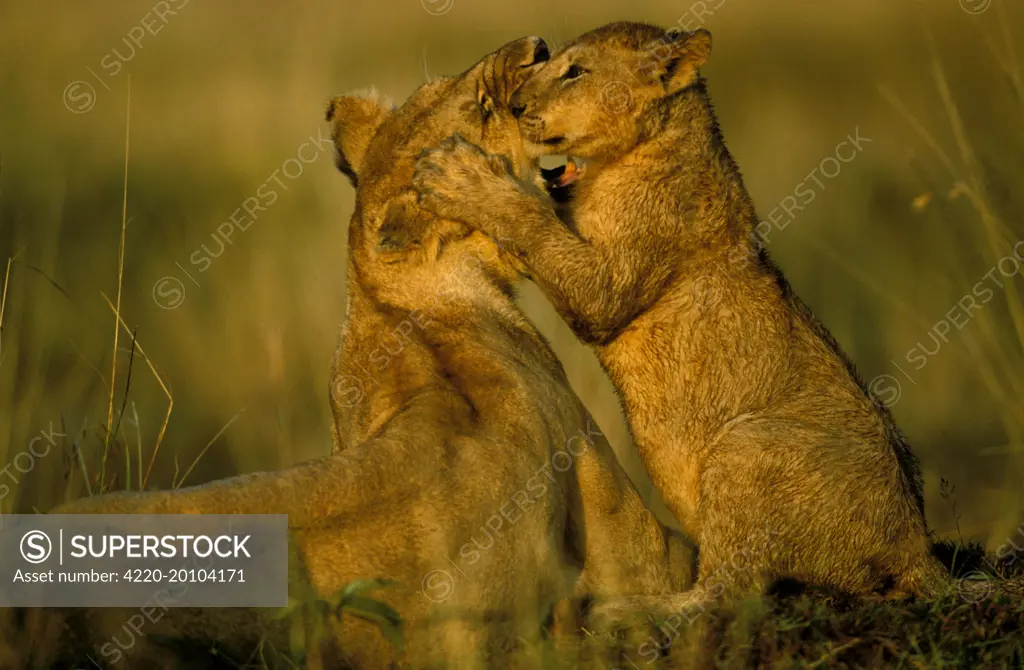 African Lion - cub playing with lioness (Panthera leo). Kenya.