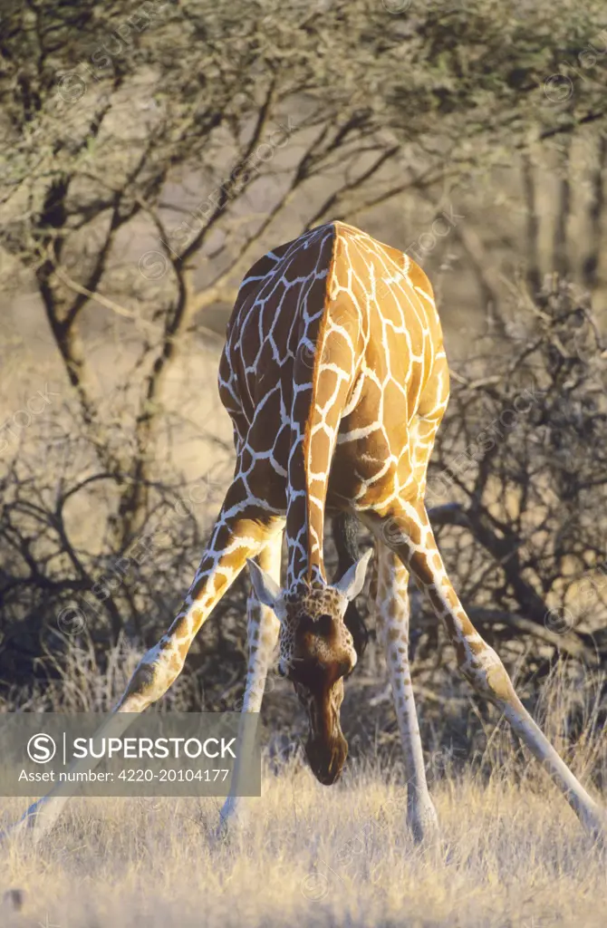 Reticulated Giraffe - bending down to feed on grass (Giraffa camelopardalis reticulata). Samburu National Reserve - Kenya.