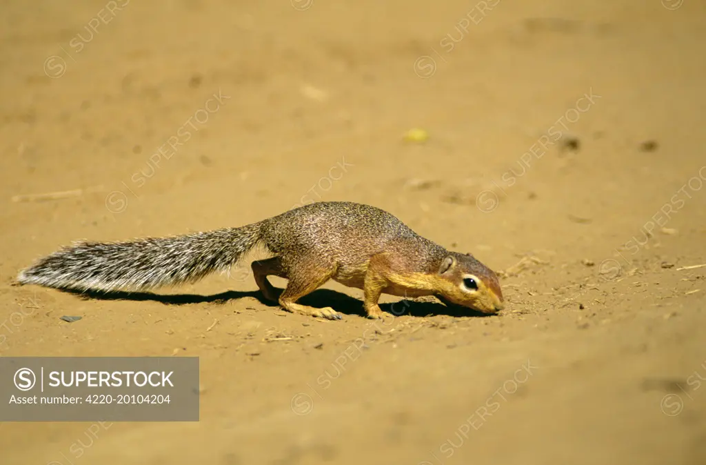 Striped Ground Squirrel - sniffing ground  (Xerus erythropus). Kenya.