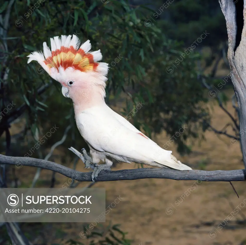 Major Mitchell's Pink Cockatoo - female (Cacatua leadbeateri). Australia.