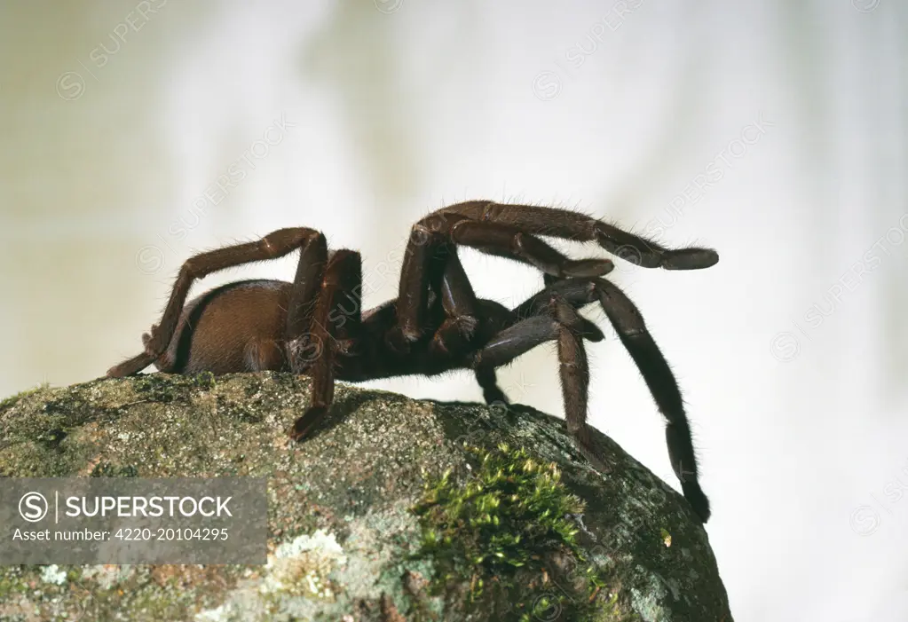 Barking Spider  - Sitting on rock (Selenocosmia crassipes). Mt. Molloy, North Queensland, Australia.