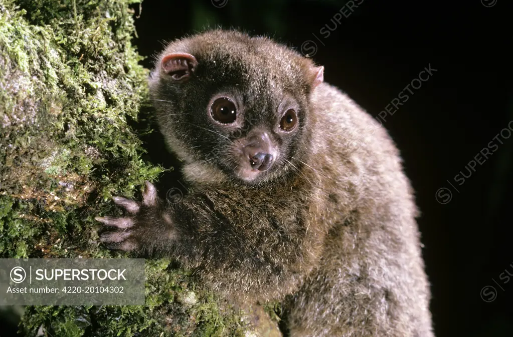 Lemuroid RIngtail Possum - rainforest  (Hemilbeledeus lemuroides). Queensland - Australia.