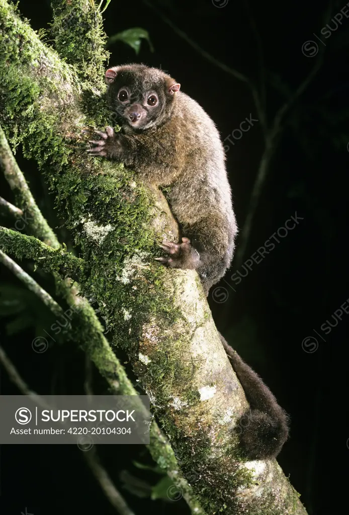 Lemuroid RIngtail Possum - rainforest  (Hemilbeledeus lemuroides). Queensland - Australia.