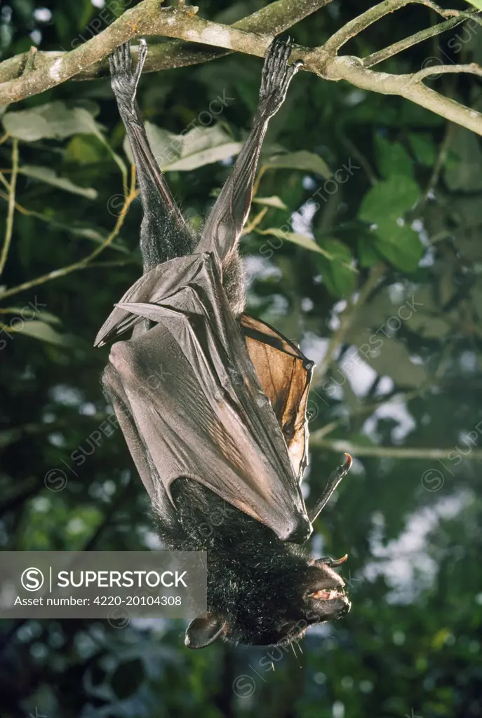 Black Flying Fox  - Largest Austalian Fruit bat (Pteropus alecto)