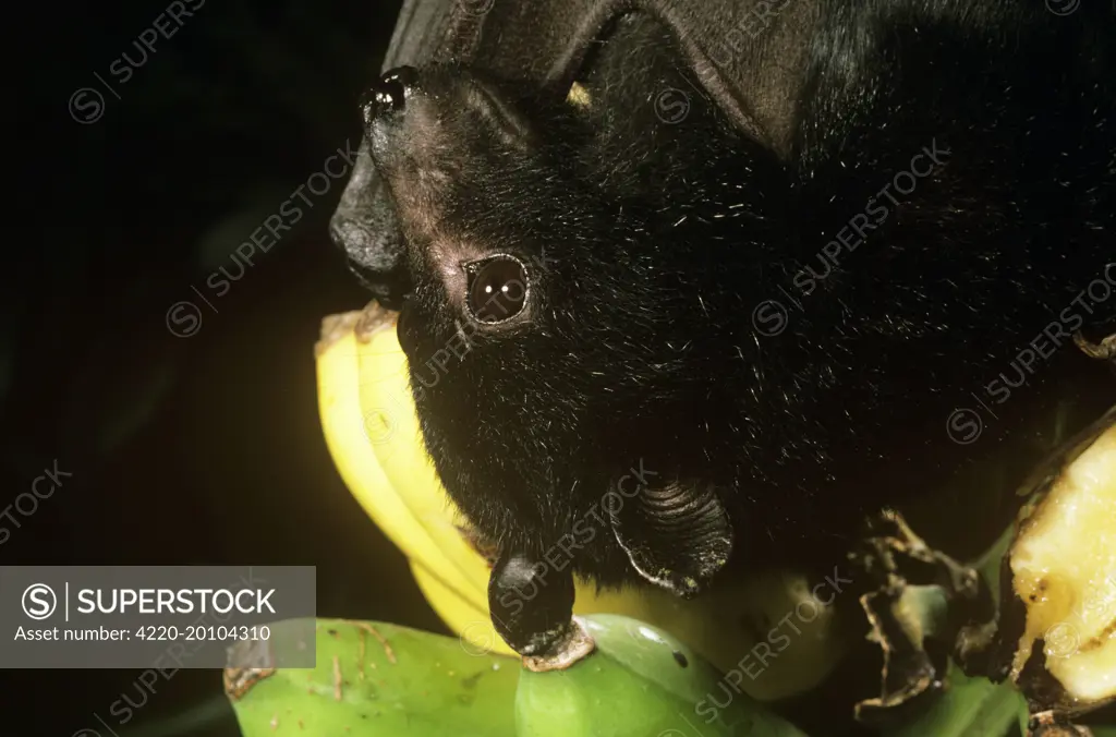 Black Flying Fox - close-up of head (Pteropus alecto). Australia.