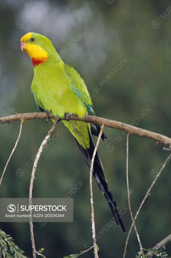 Superb Parrot - male. (Polytelis swainsonii). Threatened species of Riverine &amp; Flood Plain country in South East &amp; Central New South Wales.