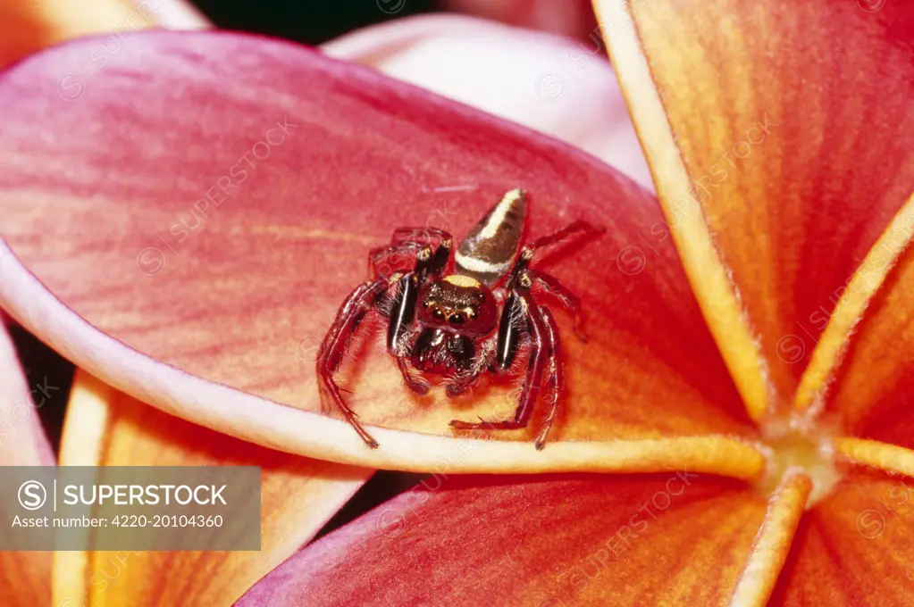 Jumping Spider - On franjipanni (Opisthothoncus morday). Australia.