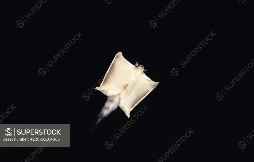 Squirrel Glider - gliding at night, showing Marsupial pouch opening. (Petaurus norfolcensis). Fam: Petauridae.