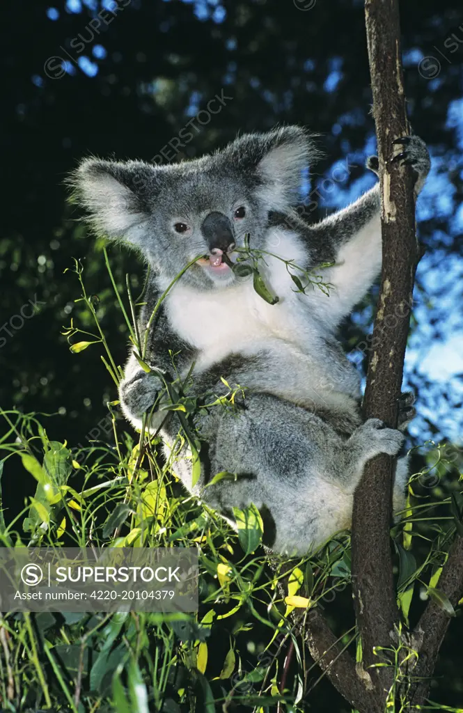 Koala - Feeding on Eucalyptus leaves (Phascolarctos cinereus). Dist: Eastern Australia.