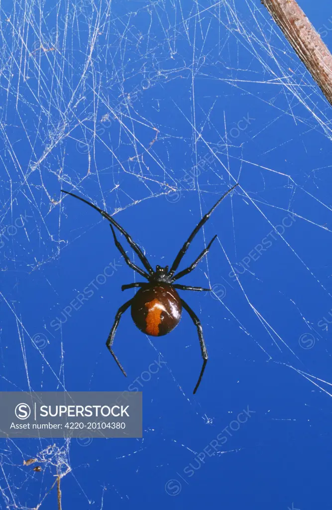 Redback Spider - female, very poisonous. (Latrodectus hasselti). Australia. Fam: Theridiidae.