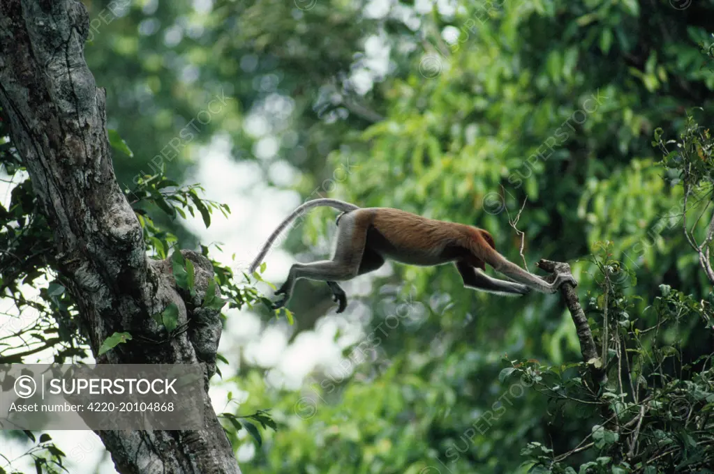 Proboscis / Long-nosed MONKEY - JUMPING (Nasalis larvatus). Forest Kinabatangan River Borneo.