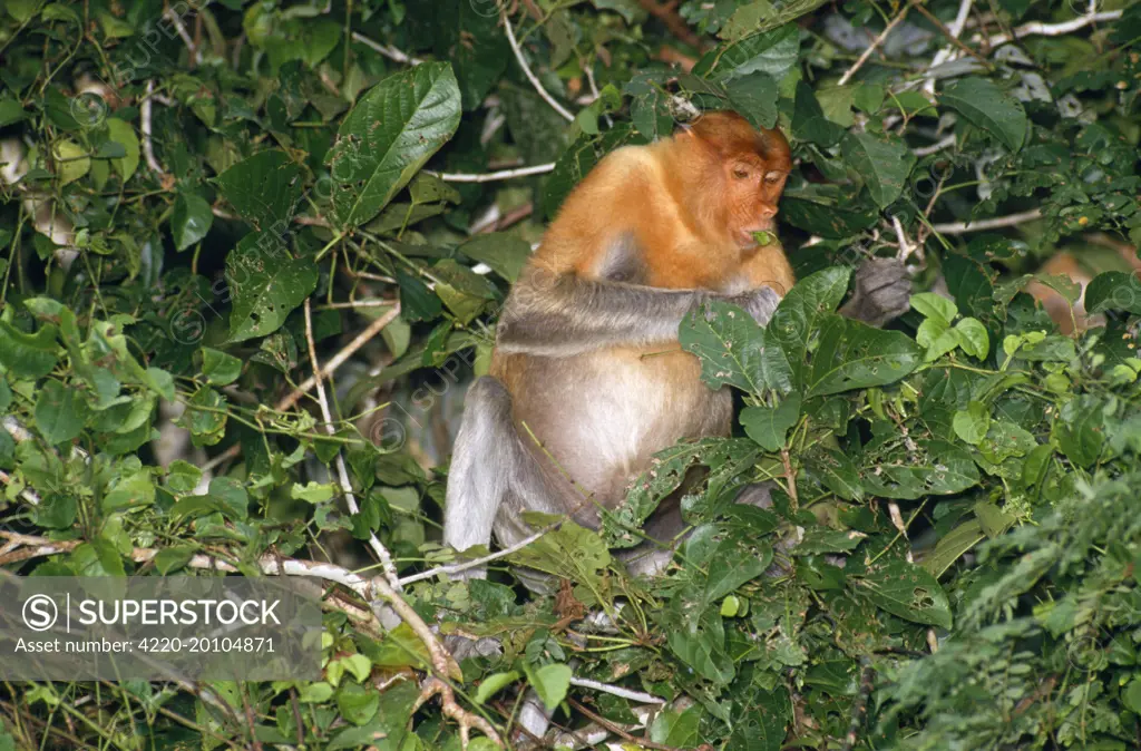 Proboscis / Long-nosed MONKEY - feeding on leaves and vegetation (Nasalis larvatus). Riverine forest, Kinbatangan river, Borneo.
