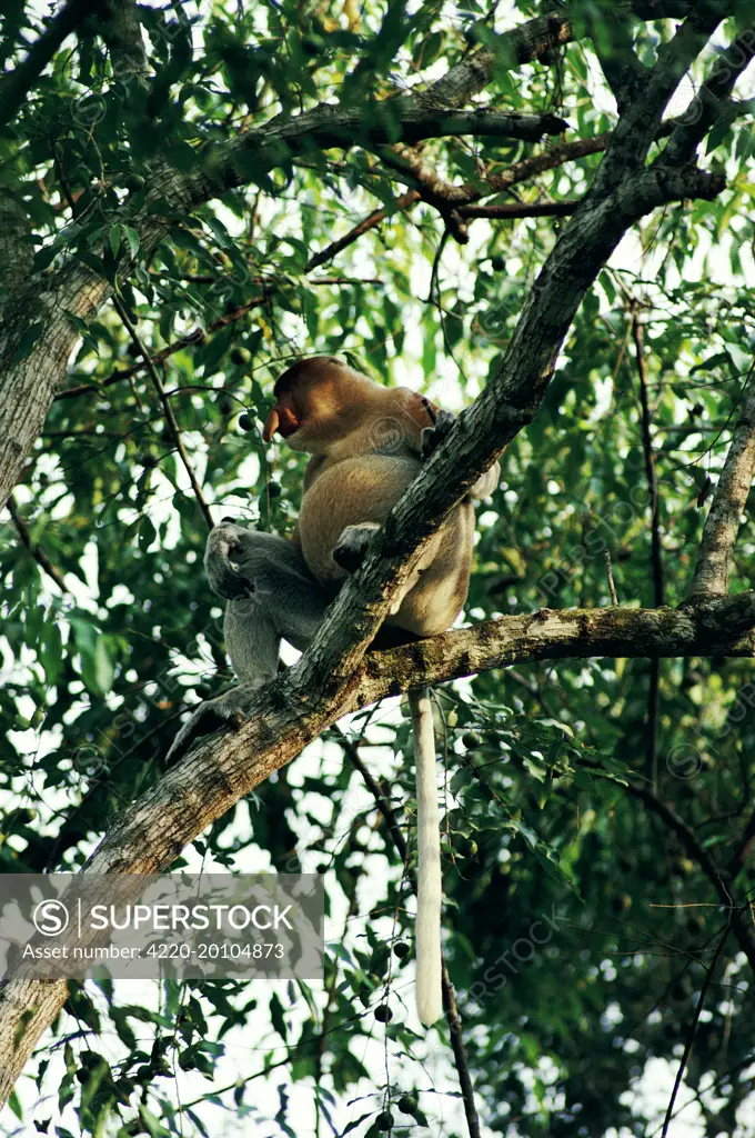 Proboscis / Long-nosed MONKEY - male with distended belly post feeding (Nasalis larvatus)