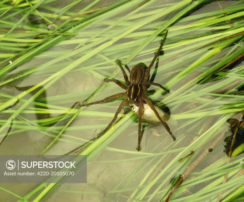 Nursery Web Spider  - eating fish (Pisauridea). Australia.
