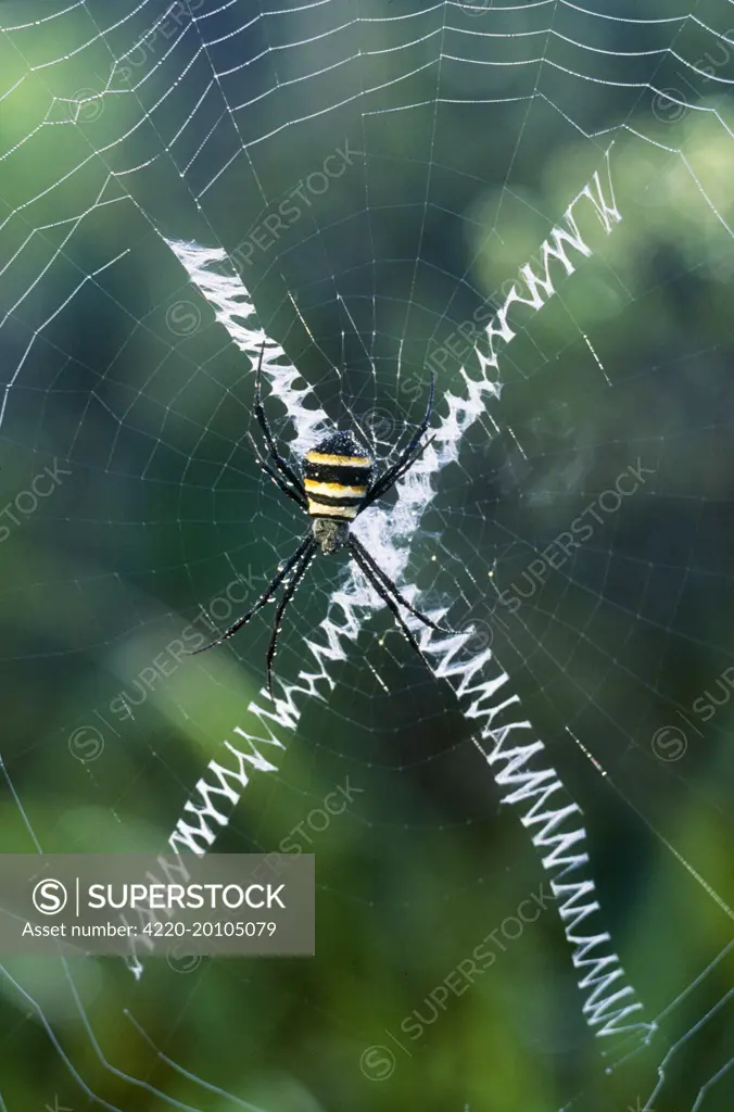 Orb-Web SPIDER - making a web (Argiope sp.). New Caledonia. Web shows stabilimentum - an area of additional silk along certain radii, which may be concerned with strengthening the web.