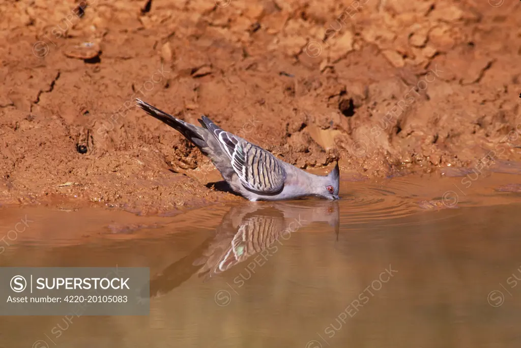 Crested PIGEON - drinking, side view (Ocyphaps lophotes). Central Australia. Common throughout mainland Australia.
