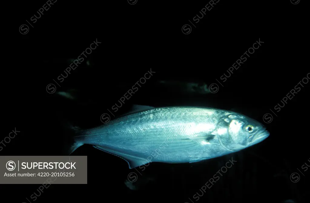 Tailor Fish (Pomatomus saltatrix)