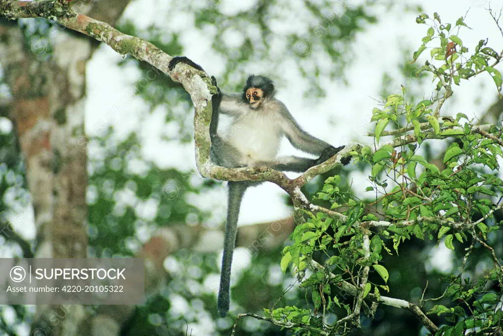Hose&#x573; langur / Grey leaf monkey - Hanging from branch (Presbytis hosei). Sabah, Borneo, Malaysia.