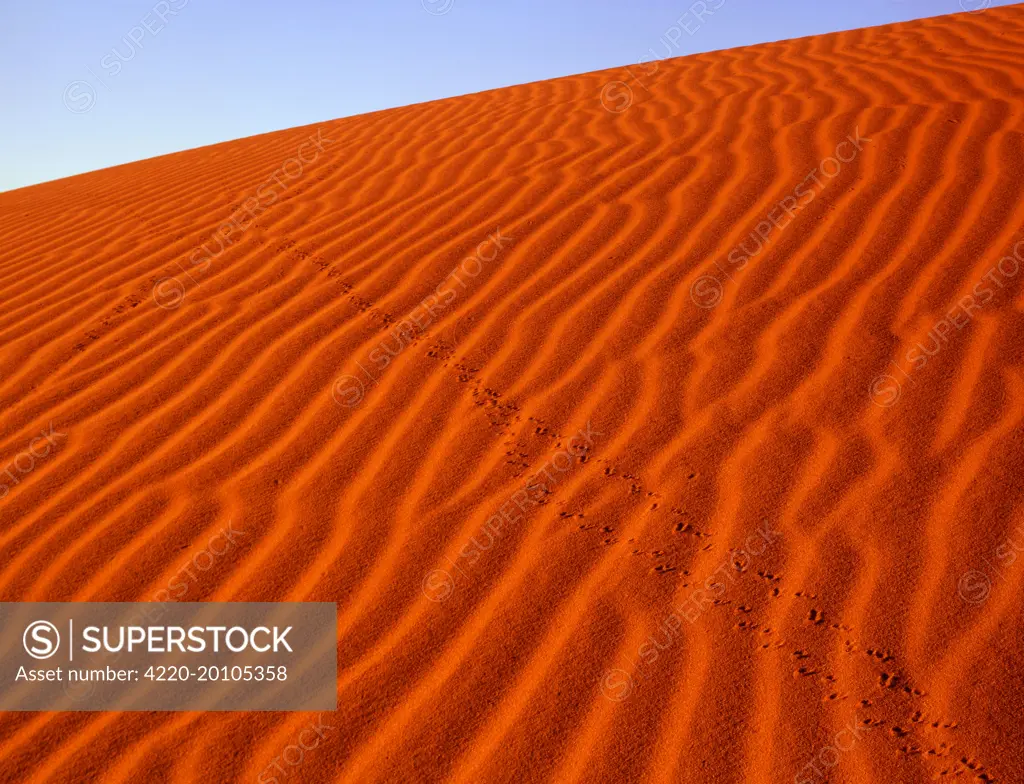 Sand dunes with animal tracks. Strzelecki Desert, South Australia.
