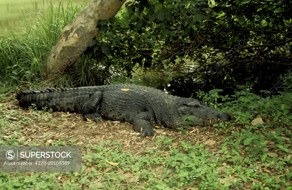 New Guinea Crocodile - On ground  (Crocodylus novaeguineae). Northern Territory Australia.
