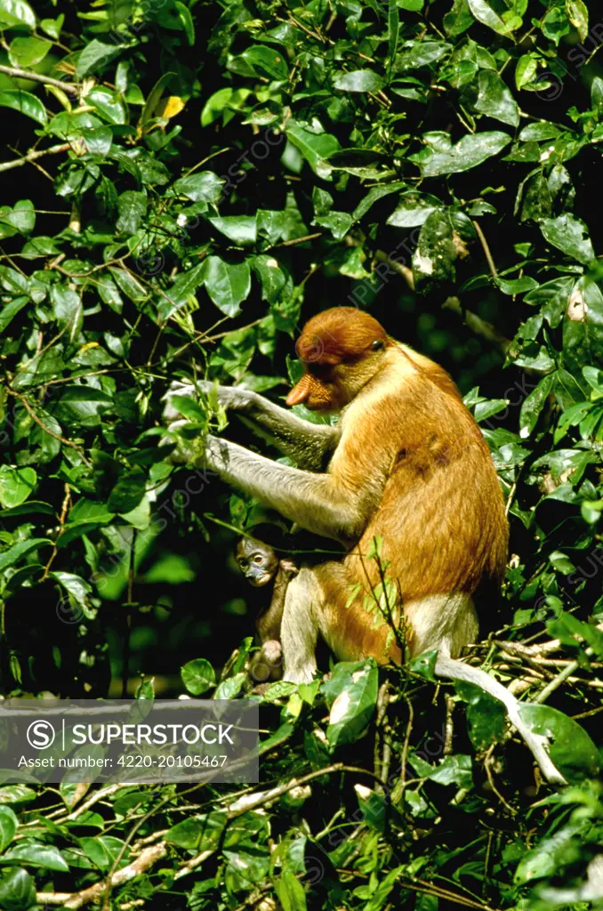 Proboscis Monkey -  Female &amp; young, (Nasalis larvatus). Kinabatangan River, Sabah, Borneo, Malaysia.