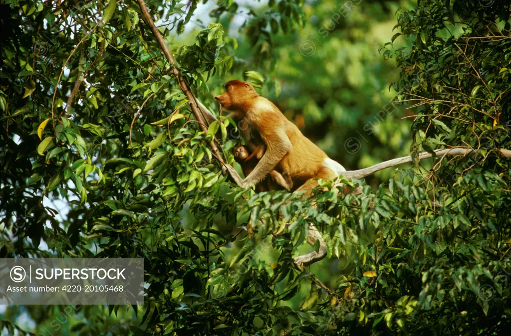 Proboscis Monkey (Nasalis larvatus) female &amp; infant in tree (Nasalis larvatus). Kinabatangan River, Sabah, Borneo, Malaysia.