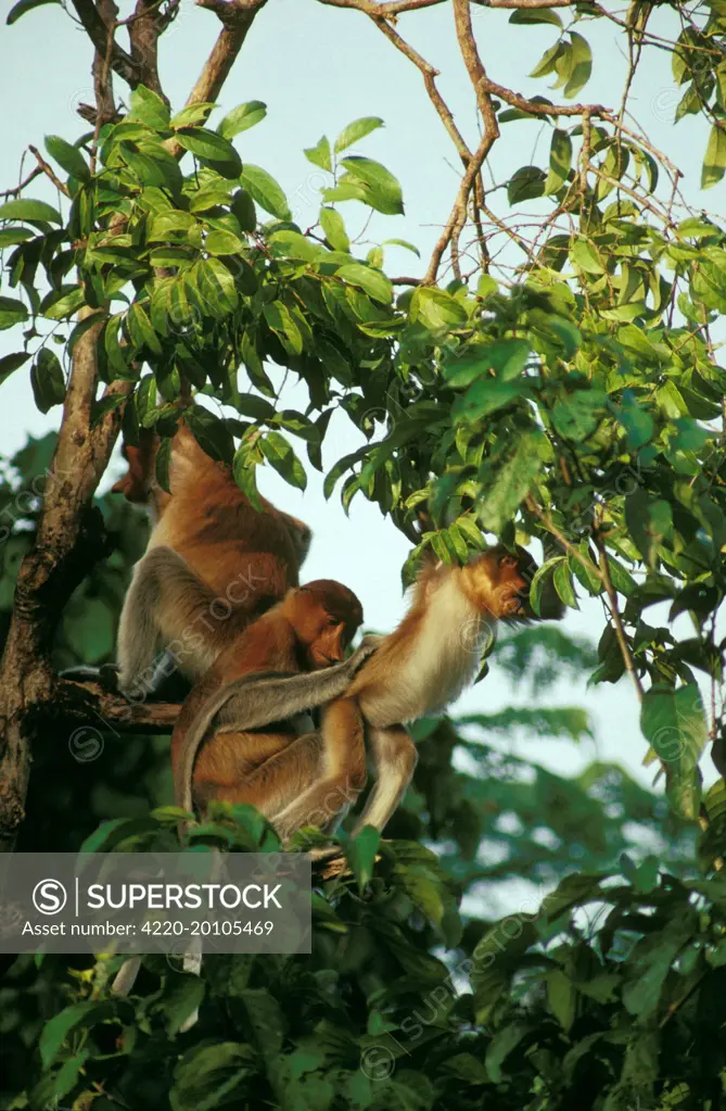 Proboscis Monkey - Female preening young at sunset in tree  (Nasalis larvatus). Sabah, Borneo, Malaysia.