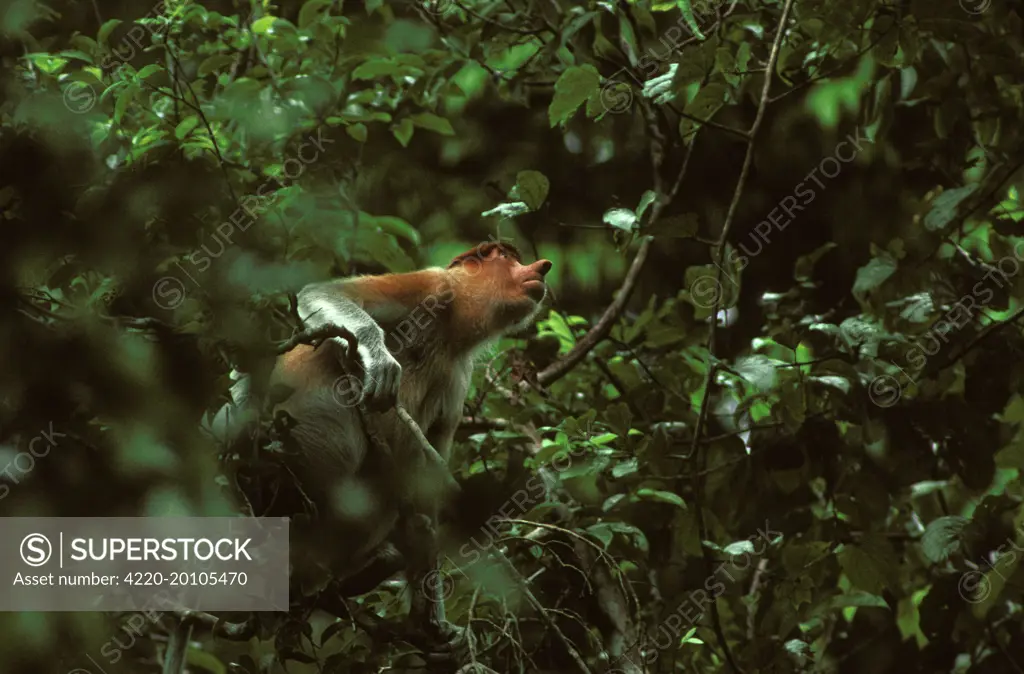 Proboscis Monkey (Nasalis larvatus) male (Nasalis larvatus). Kinabatangan River, Sabah, Borneo, Malaysia.