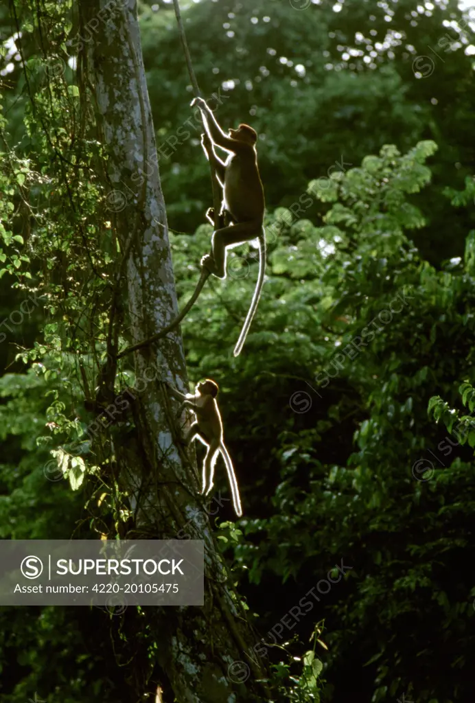 Proboscis Monkey - swimging from vine, (Nasalis larvatus). Kinabatangan River, Sabah, Borneo, Malaysia.