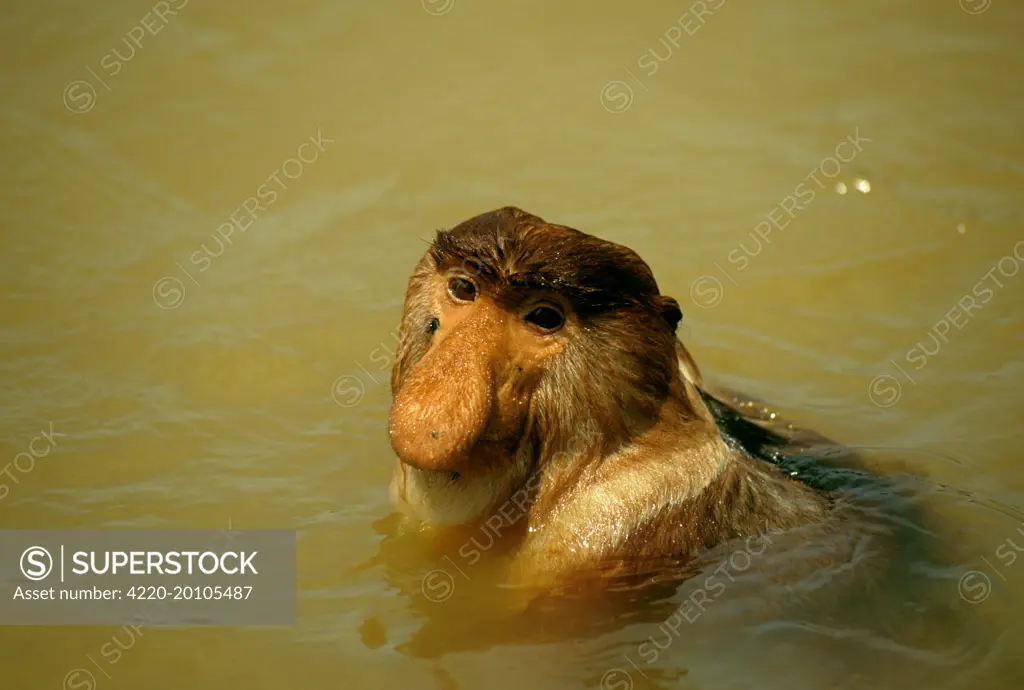 Proboscis Monkey (Nasalis larvatus) swimming across river (Nasalis larvatus). Kinabatangan River, Sabah, Borneo, Malaysia.