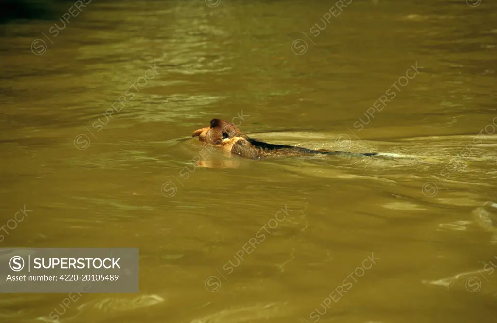 Proboscis Monkey (Nasalis larvatus) swimming across river (Nasalis larvatus). Kinabatangan River, Sabah, Borneo, Malaysia.
