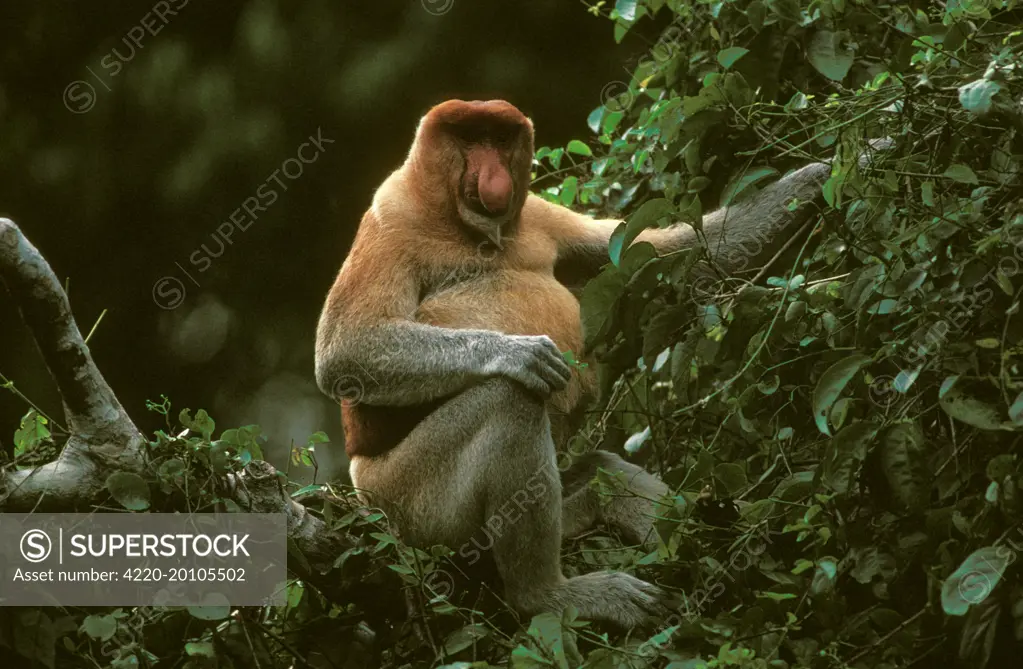 Proboscis Monkey (Nasalis larvatus) adult male (Nasalis larvatus). Kinabatangan River, Sabah, Borneo, Malaysia.