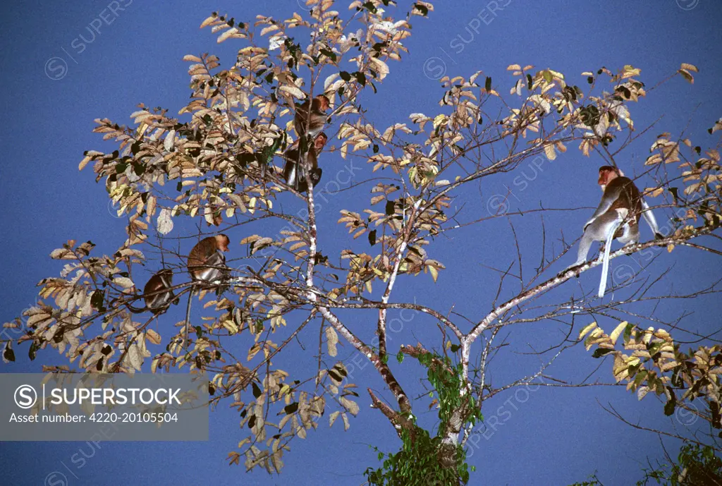 Proboscis Monkey (Nasalis larvatus) Family group in tree (Nasalis larvatus). Kinabatangan River, Sabah, Borneo, Malaysia.