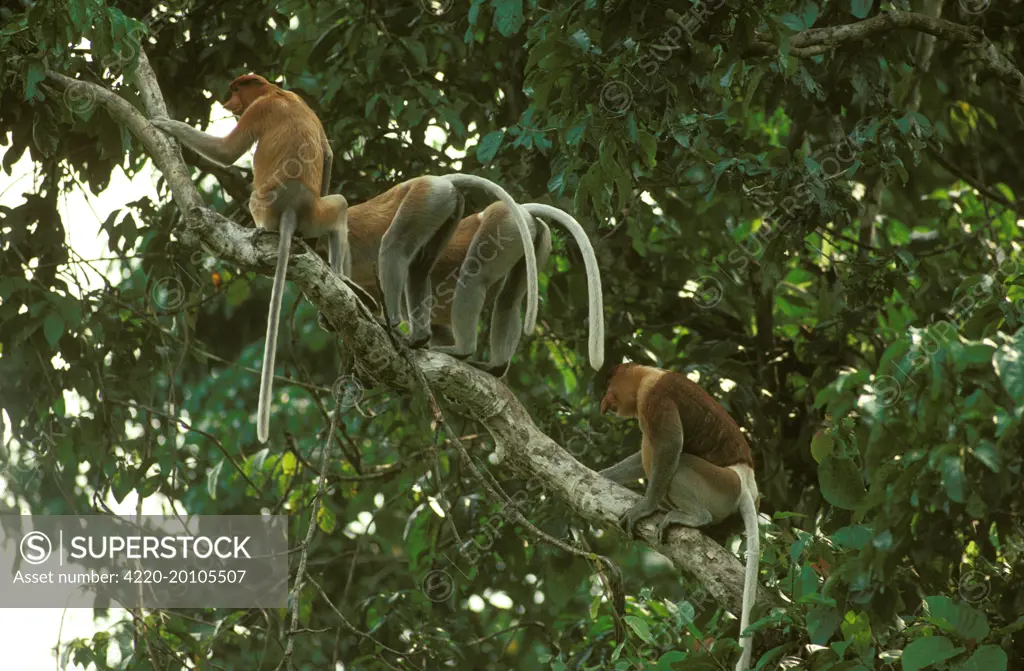 Proboscis Monkey (Nasalis larvatus) bachelor group threatening another group (Nasalis larvatus). Kinabatangan River, Sabah, Borneo, Malaysia.