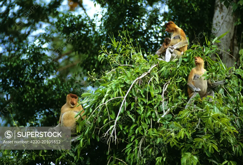 Proboscis Monkey (Nasalis larvatus) family group feeding (Nasalis larvatus). Kinabatangan River, Sabah, Borneo, Malaysia.