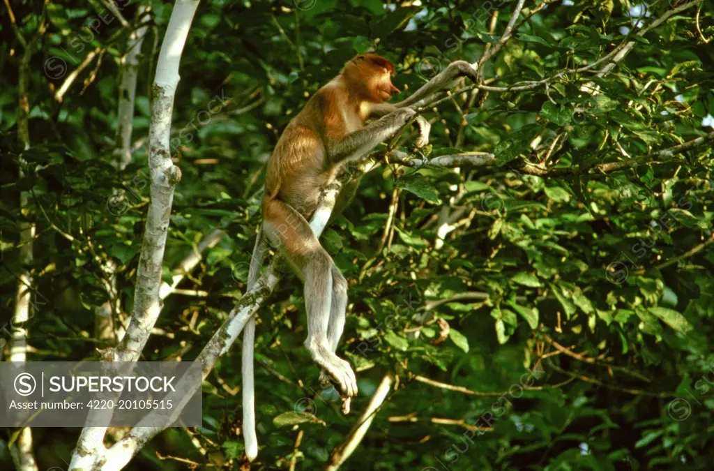 Proboscis Monkey (Nasalis larvatus) sleeping in tree (Nasalis larvatus). Kinabatangan River, Sabah, Borneo, Malaysia.