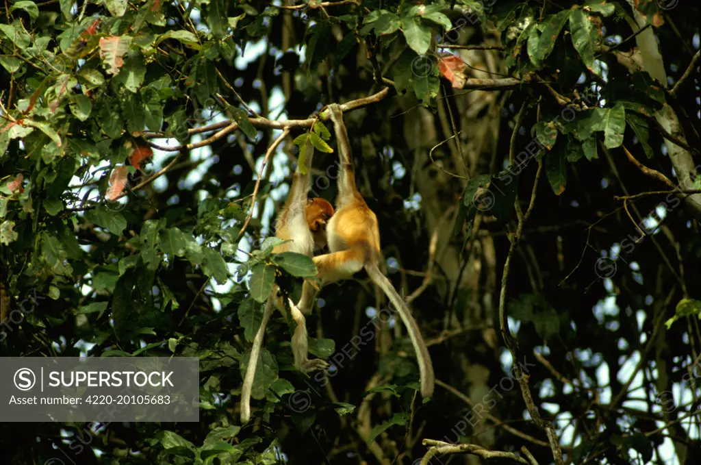 Proboscis Monkey - Juveniles playing in riverine forest (Nasalis larvatus). Sabah, Borneo, Malaysia.