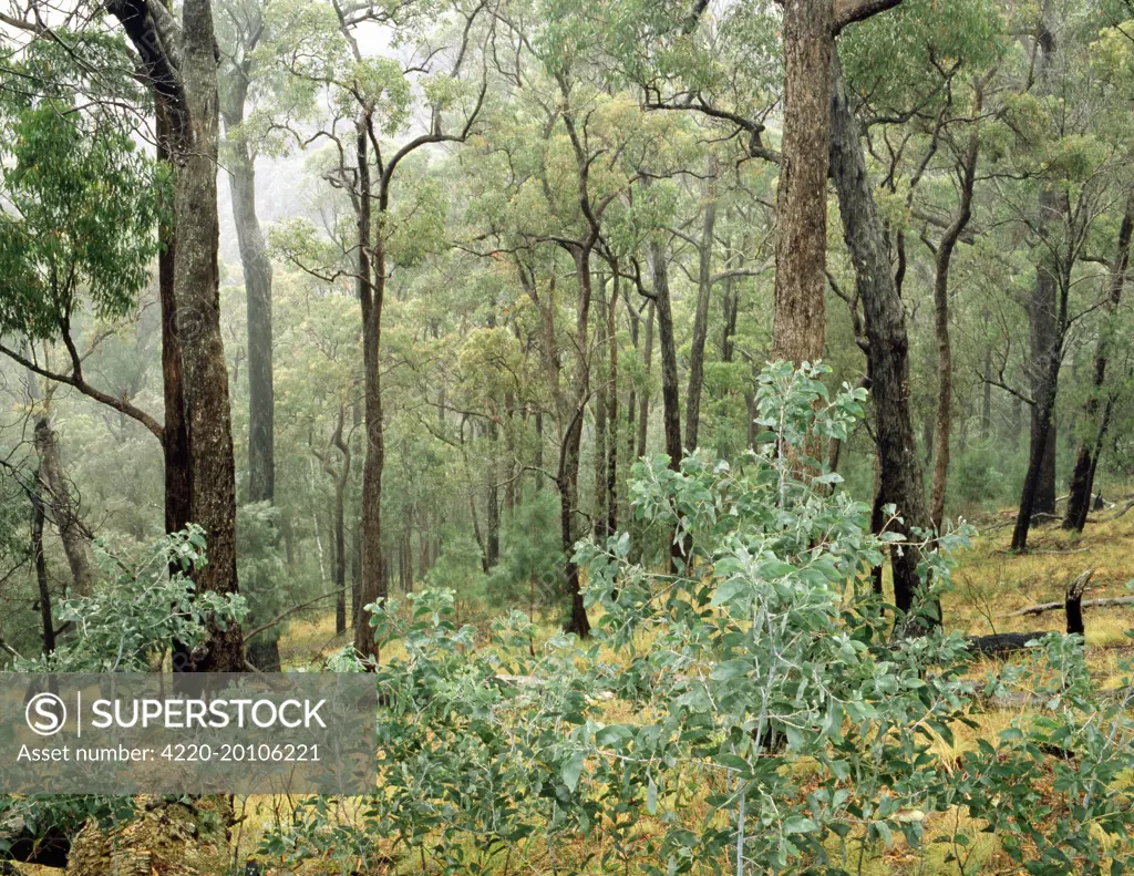Open Eucalypt forest Victoria. Australia.
