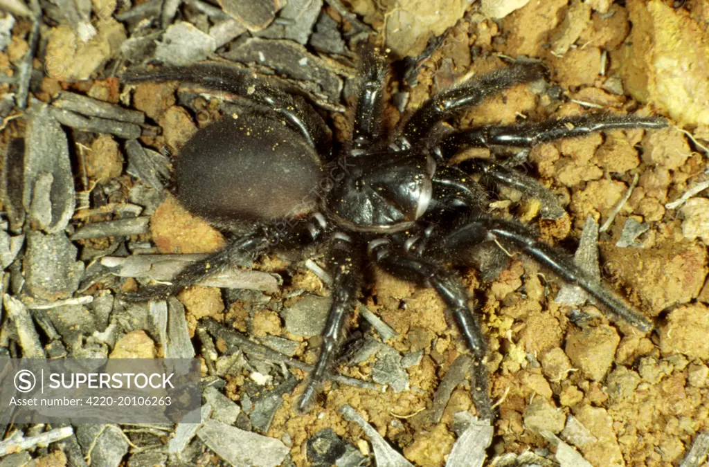 Sydney Funnel-web Spider  (Atrax robustus). Australia.