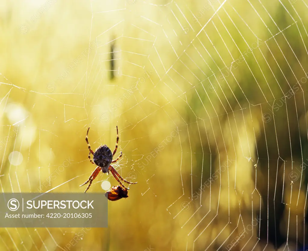 Garden Spider - With prey in web (Araneus sp.). Australia.