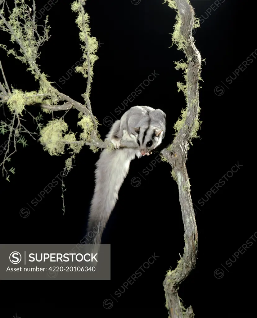 Squirrel Glider - In tree (Petaurus norfolcensis). eastern Australia.