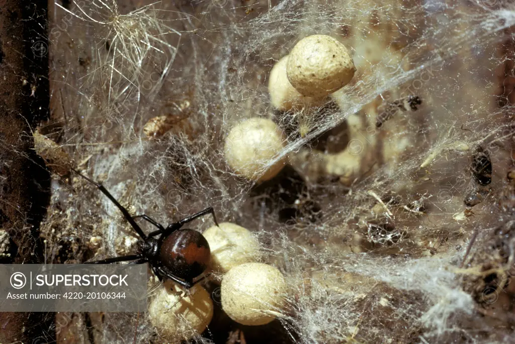 Red-back Spider - Female and egg sacs in old tin (Latrodectus hasselti). Australia.