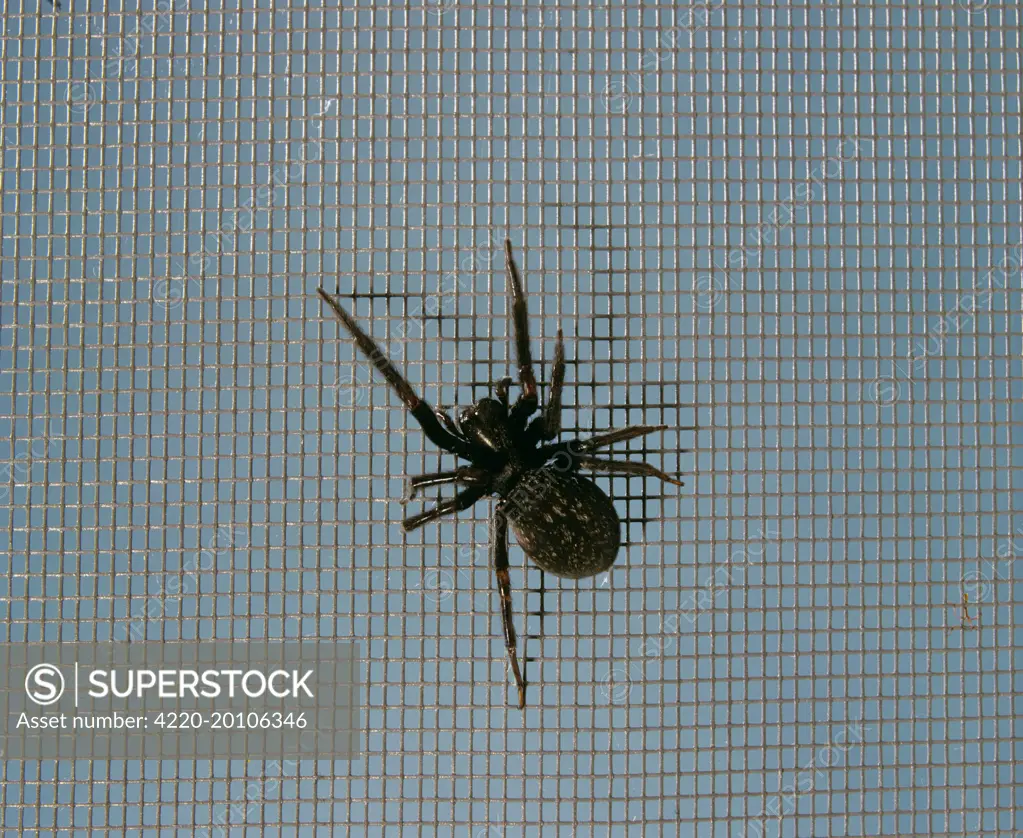 Black house / Window  Spider  (Badumna insignis). Canberra, Australian Capital Territory, Australia, December.
