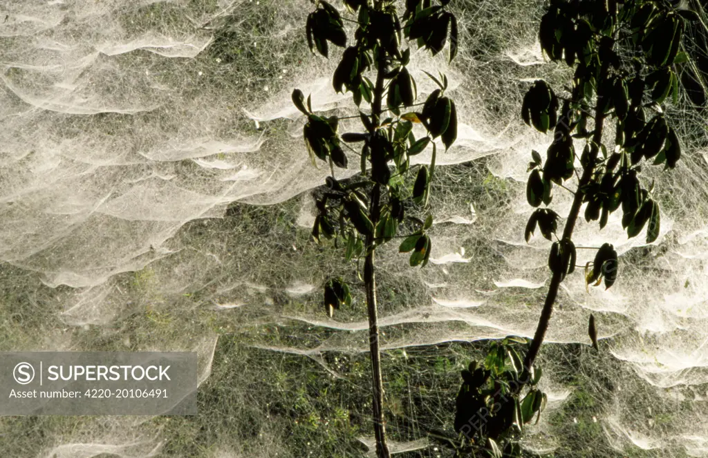 Communal Spider Web (Cyrtophora sp.). Southern Highlands, Tari area, Papua New Guinea.