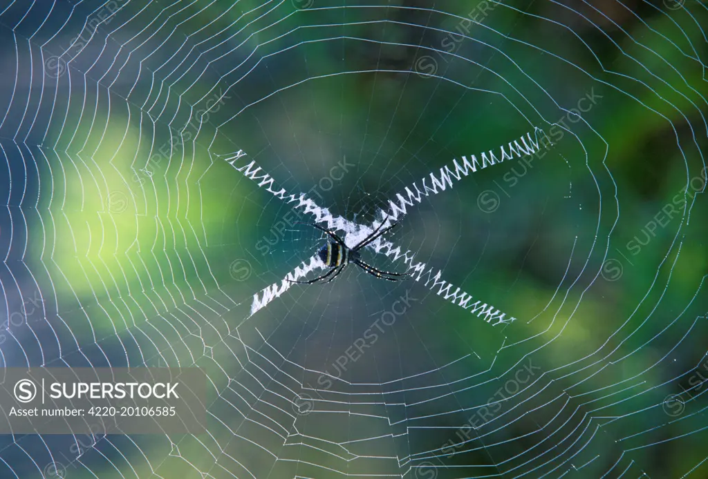 Orb-web Spider - In web (Argiope sp.). New Caledonia, Australia.